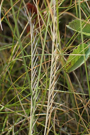 Nardus stricta \ Borst-Gras, D Rh&ouml;n, Wasserkuppe 19.6.2023
