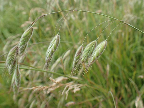 Bromus hordeaceus agg. \ Weiche Trespe / Soft Brome, D M&uuml;nzenberg 22.6.2019