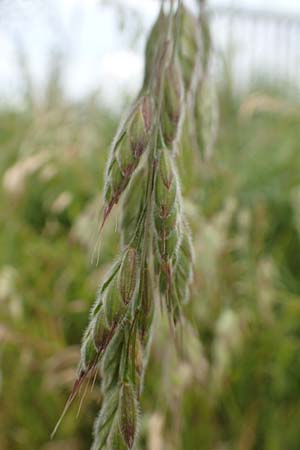 Bromus hordeaceus agg. \ Weiche Trespe / Soft Brome, D M&uuml;nzenberg 22.6.2019