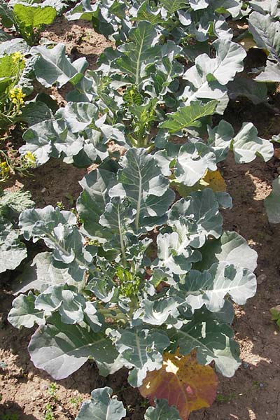 Brassica oleracea var. italica \ Brokkoli, D Botan. Gar.  Universit.  Mainz 11.7.2009