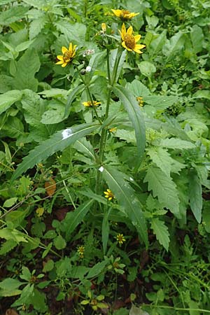 Bidens cernua / Nodding Bur-Marigold, D Karlsruhe 3.10.2015
