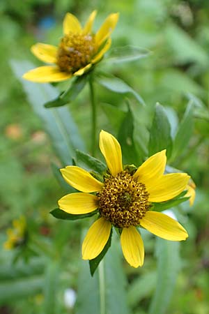 Bidens cernua / Nodding Bur-Marigold, D Karlsruhe 3.10.2015