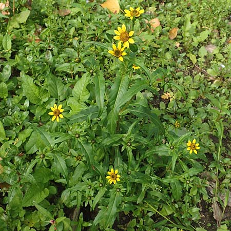 Bidens cernua / Nodding Bur-Marigold, D Karlsruhe 3.10.2015