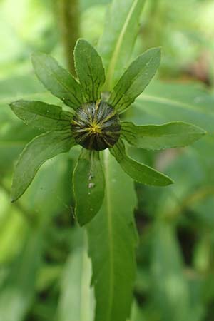 Bidens cernua / Nodding Bur-Marigold, D Karlsruhe 3.10.2015
