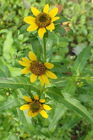 Bidens cernua / Nodding Bur-Marigold, D Karlsruhe 3.10.2015