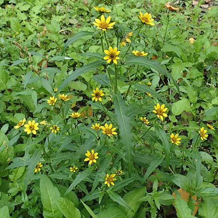 Bidens cernua / Nodding Bur-Marigold, D Karlsruhe 3.10.2015
