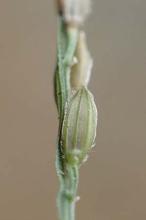 Digitaria sanguinalis \ Blutrote Fingerhirse / Hairy Finger-Grass, D Mannheim 17.9.2017