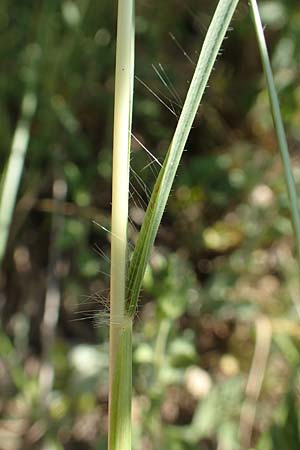Bothriochloa ischoemum \ Gew�hnliches Bartgras, D Kaiserstuhl,  Burkheim 25.6.2018