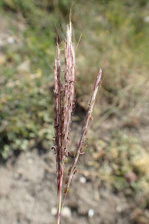 Bothriochloa ischoemum \ Gew�hnliches Bartgras, D Kaiserstuhl,  Burkheim 25.6.2018