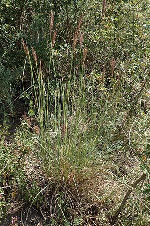 Bothriochloa ischoemum \ Gew�hnliches Bartgras, D Kaiserstuhl,  Burkheim 25.6.2018