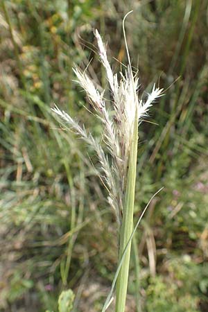 Bothriochloa ischoemum \ Gew�hnliches Bartgras, D Kaiserstuhl,  Burkheim 25.6.2018