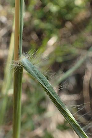 Bothriochloa ischoemum \ Gew�hnliches Bartgras, D Kaiserstuhl,  Burkheim 25.6.2018