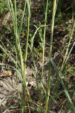 Bothriochloa ischoemum \ Gew�hnliches Bartgras, D Kaiserstuhl,  Burkheim 25.6.2018