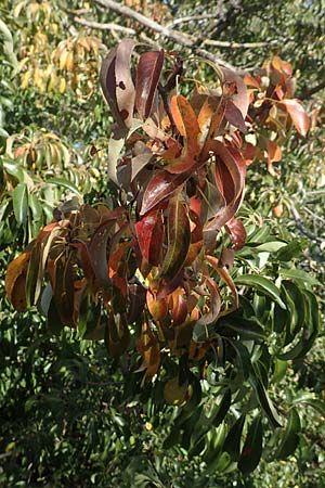 Pyrus communis \ Kultur-Birne / Pear, Village Pear, D Sachsen-Anhalt, Tangerm&uuml;nde 21.9.2020