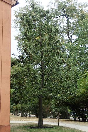 Pyrus communis \ Kultur-Birne / Pear, Village Pear, D Brandenburg, Ribbeck 24.9.2020