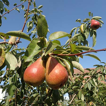 Pyrus communis \ Kultur-Birne / Pear, Village Pear, D Brandenburg, Ribbeck 24.9.2020