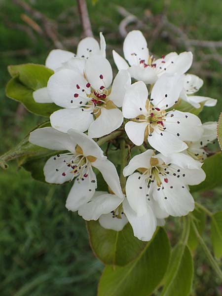 Pyrus communis \ Kultur-Birne / Pear, Village Pear, D Trippstadt 23.4.2022