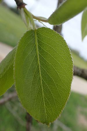 Pyrus communis \ Kultur-Birne / Pear, Village Pear, D Trippstadt 23.4.2022