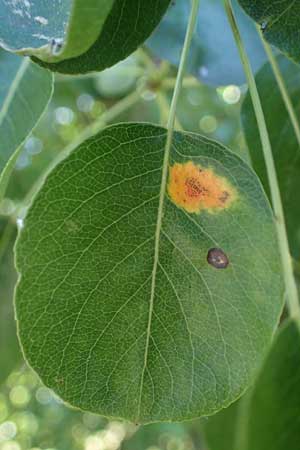 Pyrus communis \ Kultur-Birne / Pear, Village Pear, D Odenwald, Erbach 17.7.2022