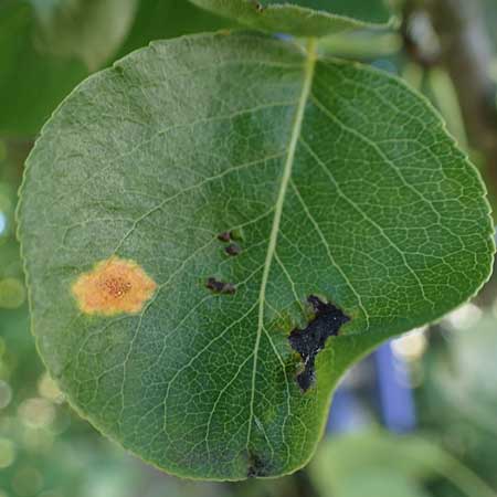 Pyrus communis \ Kultur-Birne / Pear, Village Pear, D Odenwald, Erbach 17.7.2022