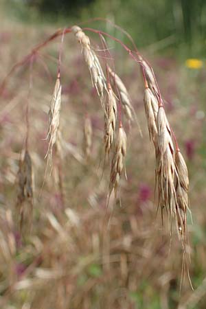 Bromus japonicus, Japanische Trespe