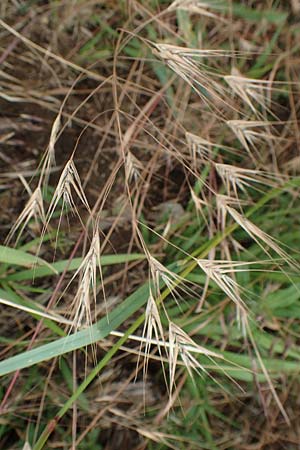 Bromus japonicus, Japanische Trespe