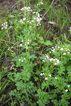 Cardamine amara \ Bitteres Schaumkraut, D Odenwald, Zotzenbach 2.5.2015