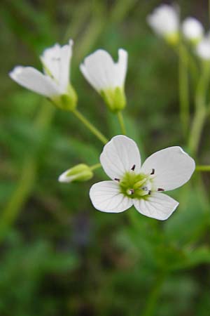 Cardamine amara \ Bitteres Schaumkraut, D Odenwald, Zotzenbach 2.5.2015
