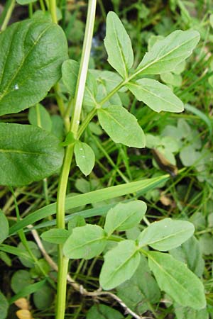 Cardamine amara \ Bitteres Schaumkraut, D Odenwald, Zotzenbach 2.5.2015