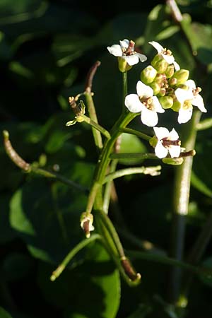Nasturtium officinale \ Echte Brunnenkresse / Water Cress, D Sachsen, Rathen an der Elbe 2.11.2015