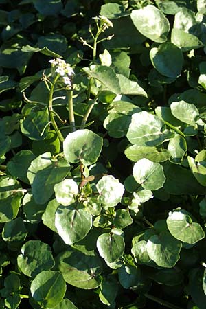 Nasturtium officinale \ Echte Brunnenkresse / Water Cress, D Sachsen, Rathen an der Elbe 2.11.2015