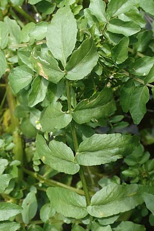 Nasturtium officinale \ Echte Brunnenkresse / Water Cress, D Gro&szlig;wallstadt am Main 25.6.2016