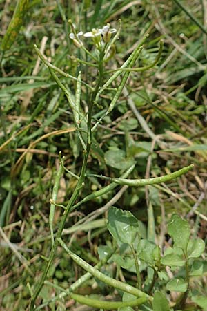Nasturtium officinale \ Echte Brunnenkresse / Water Cress, D Hegne 6.6.2018
