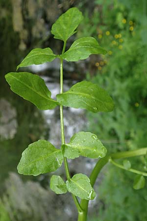 Nasturtium officinale \ Echte Brunnenkresse / Water Cress, D Almequellen bei/near Brilon 15.6.2019