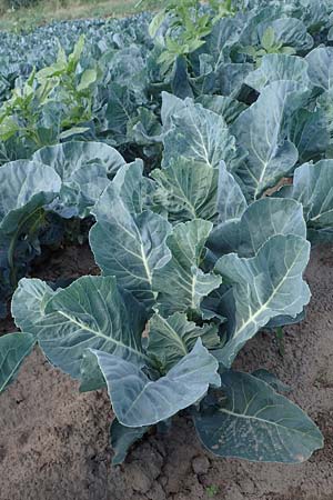 Brassica oleracea var. botrydis \ Blumenkohl, Karfiol / Cauliflower, D Schifferstadt 12.8.2022