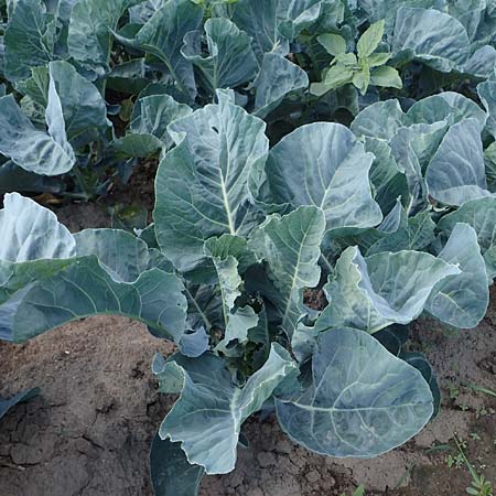 Brassica oleracea var. botrydis \ Blumenkohl, Karfiol / Cauliflower, D Schifferstadt 12.8.2022