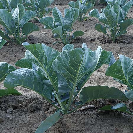Brassica oleracea var. botrydis \ Blumenkohl, Karfiol / Cauliflower, D Schifferstadt 12.8.2022