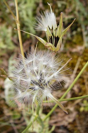 Lactuca perennis \ Blauer Lattich, D Bad M&uuml;nster am Stein - Niederhausen 6.6.2015