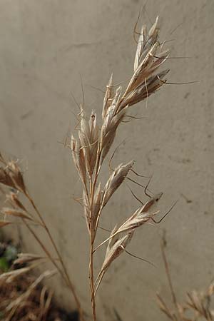 Bromus lanceolatus, Spreizende Trespe Bromus lanceolatus, Spreizende Trespe