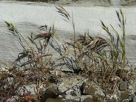 Bromus madritensis \ Mittelmeer-Trespe / Compact Brome, D Assmannshausen 9.5.2018