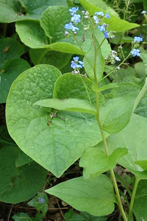Brunnera macrophylla \ Gro�bl�ttriges Kaukasus-Vergissmeinnicht / Siberian Bugloss, False Forget-me-not, D Pforzheim 29.4.2017