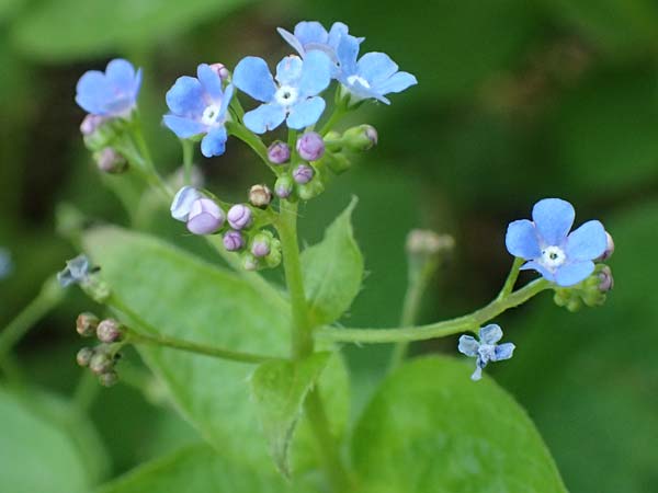 Brunnera macrophylla \ Gro�bl�ttriges Kaukasus-Vergissmeinnicht / Siberian Bugloss, False Forget-me-not, D Pforzheim 29.4.2017