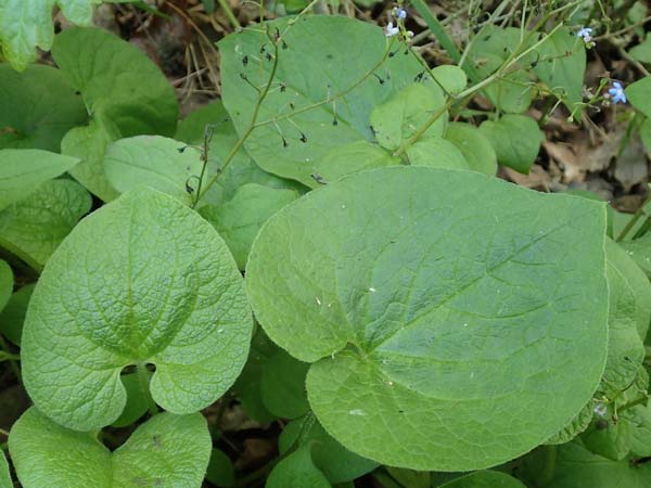 Brunnera macrophylla \ Gro�bl�ttriges Kaukasus-Vergissmeinnicht / Siberian Bugloss, False Forget-me-not, D Pforzheim 29.4.2017