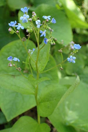 Brunnera macrophylla \ Gro�bl�ttriges Kaukasus-Vergissmeinnicht / Siberian Bugloss, False Forget-me-not, D Pforzheim 29.4.2017