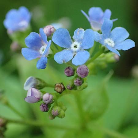 Brunnera macrophylla \ Gro�bl�ttriges Kaukasus-Vergissmeinnicht / Siberian Bugloss, False Forget-me-not, D Pforzheim 29.4.2017