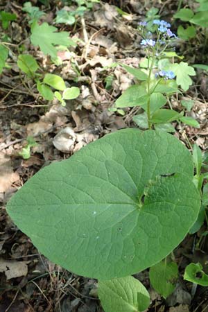 Brunnera macrophylla \ Gro�bl�ttriges Kaukasus-Vergissmeinnicht / Siberian Bugloss, False Forget-me-not, D Pforzheim 29.4.2017