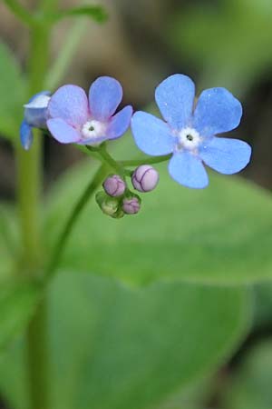Brunnera macrophylla \ Gro�bl�ttriges Kaukasus-Vergissmeinnicht / Siberian Bugloss, False Forget-me-not, D Pforzheim 29.4.2017