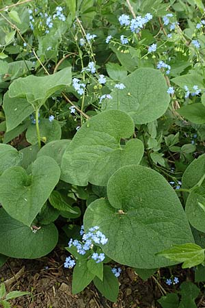 Brunnera macrophylla, Großblättriges Kaukasus-Vergissmeinnicht Brunnera macrophylla, Großblättriges Kaukasus-Vergissmeinnicht