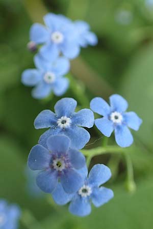 Brunnera macrophylla \ Gro�bl�ttriges Kaukasus-Vergissmeinnicht / Siberian Bugloss, False Forget-me-not, D Stuttgart-Gaisburg 24.4.2018