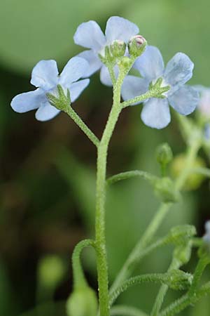 Brunnera macrophylla \ Gro�bl�ttriges Kaukasus-Vergissmeinnicht / Siberian Bugloss, False Forget-me-not, D Stuttgart-Gaisburg 24.4.2018